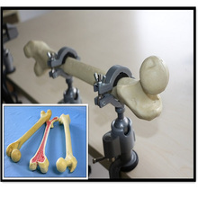 Orthopaedic Model Femur for Practicng Sawbone Model